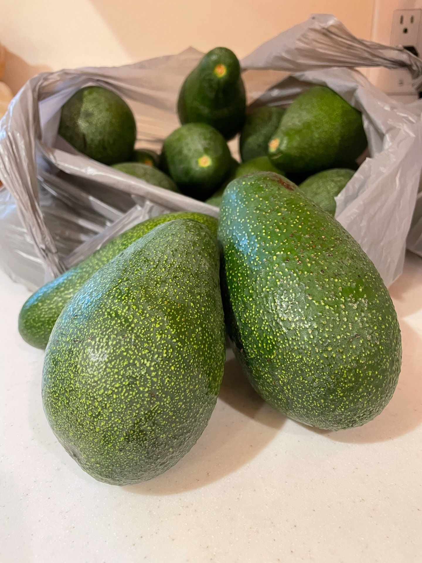 Avocado